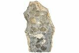 Ammonite (Promicroceras) Cluster - Marston Magna, England #216612-2
